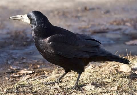 Brown-headed crow wwwtaenoscomimgITISCorvusfuscicapillusbrown