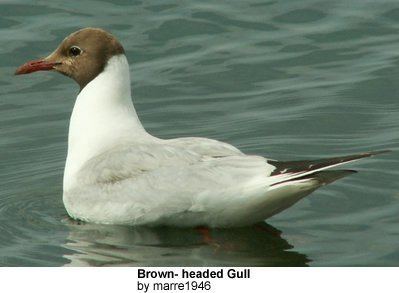 Brown-headed gull Brownheaded Gulls