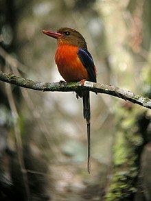 Brown-headed paradise kingfisher httpsuploadwikimediaorgwikipediacommonsthu
