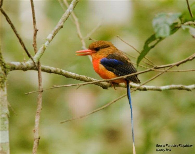 Brown-headed paradise kingfisher Mangoverde World Bird Guide Photo Page Brownheaded Paradise