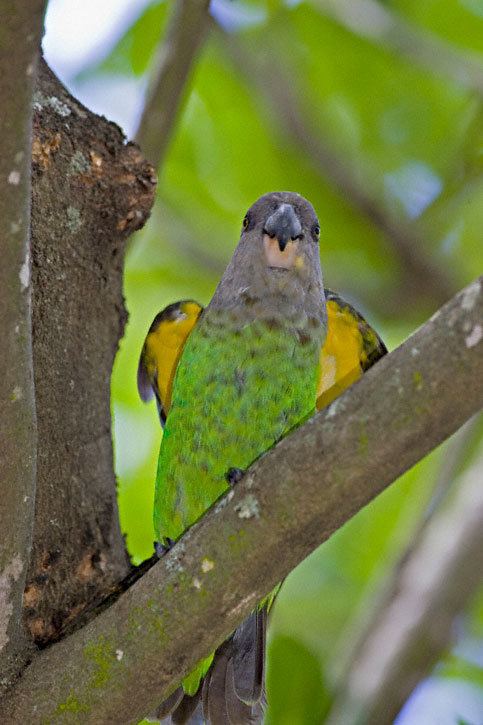 Brown-headed parrot Brownheaded Parrot Poicephalus cryptoxanthus