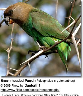 Brown-headed parrot Brownheaded Parrots