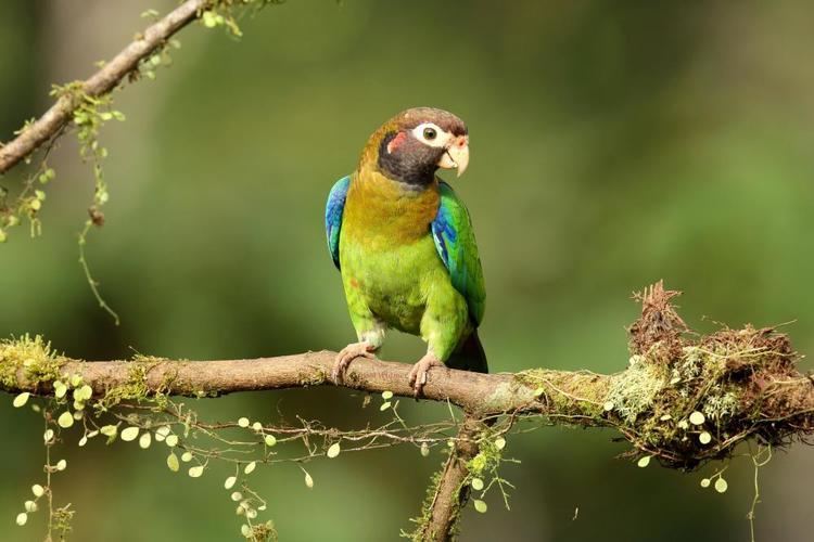 Brown-hooded parrot Brownhooded Parrot Pyrilia haematotis videos photos and sound