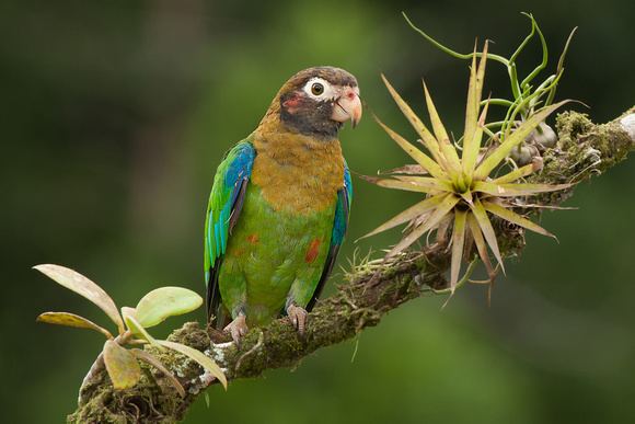 Brown-hooded parrot Pinterest The world39s catalog of ideas