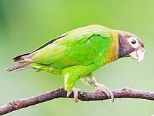 Brown-hooded parrot httpsuploadwikimediaorgwikipediacommonsthu