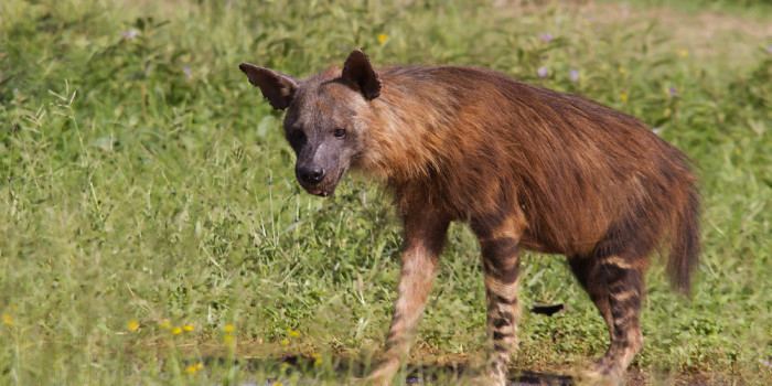 Brown hyena Brown Hyena Our Endangered World