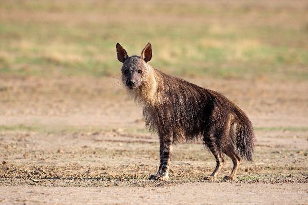 Brown hyena Brown Hyena Animal Facts and Information