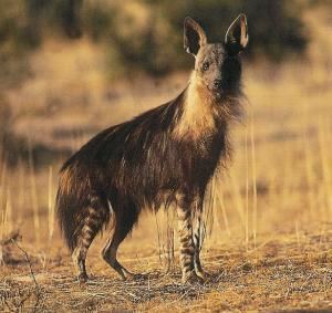 Brown hyena Brown Hyena