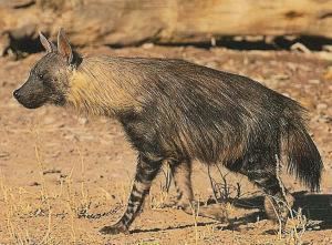 Brown hyena httpsuploadwikimediaorgwikipediacommons00