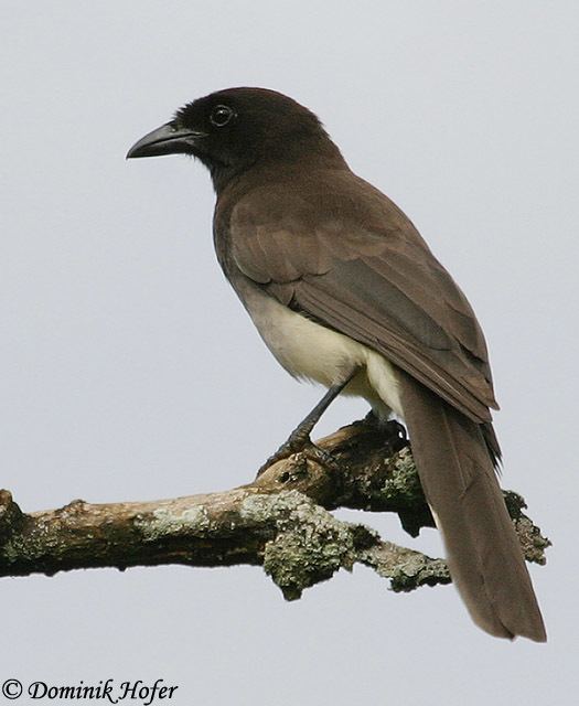 Brown jay Brown Jay Species Information and Photos