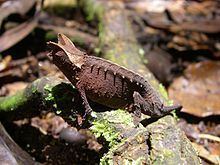 Brown leaf chameleon httpsuploadwikimediaorgwikipediacommonsthu