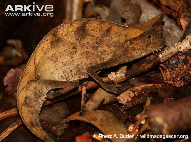 Brown leaf chameleon Brown leaf chameleon videos photos and facts Brookesia