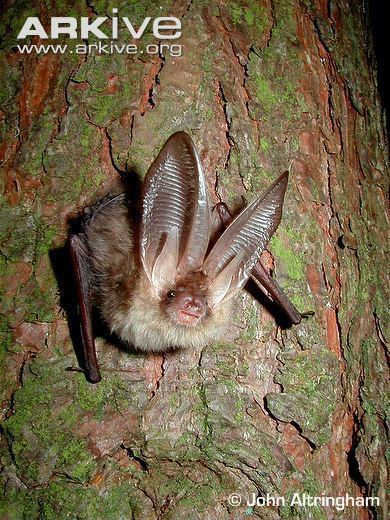 Brown long-eared bat cdn1arkiveorgmedia0C0C22AEAFFDE749739BC13