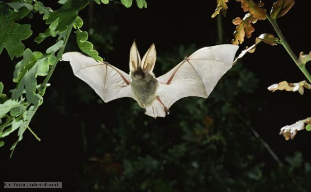 Brown long-eared bat BBC Nature Brown longeared bat videos news and facts