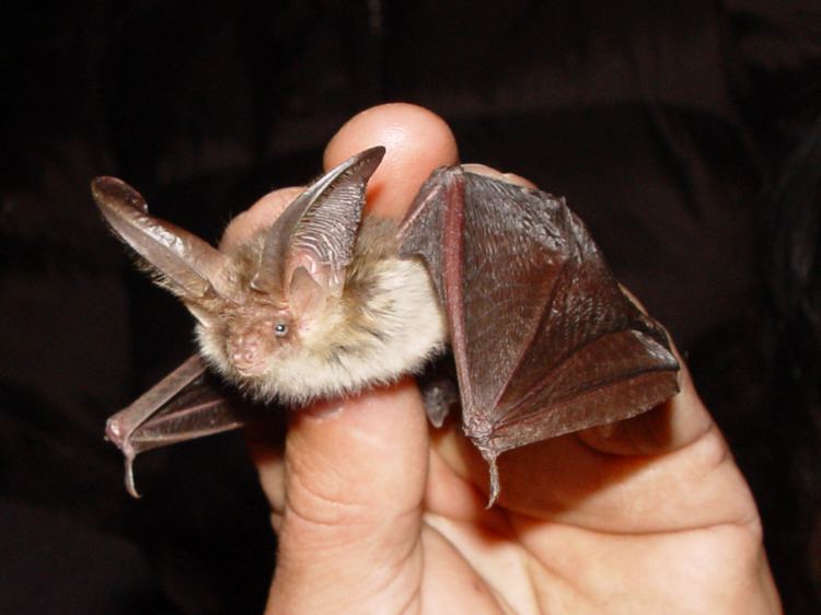 Brown long-eared bat Brown longeared bat Wikipedia