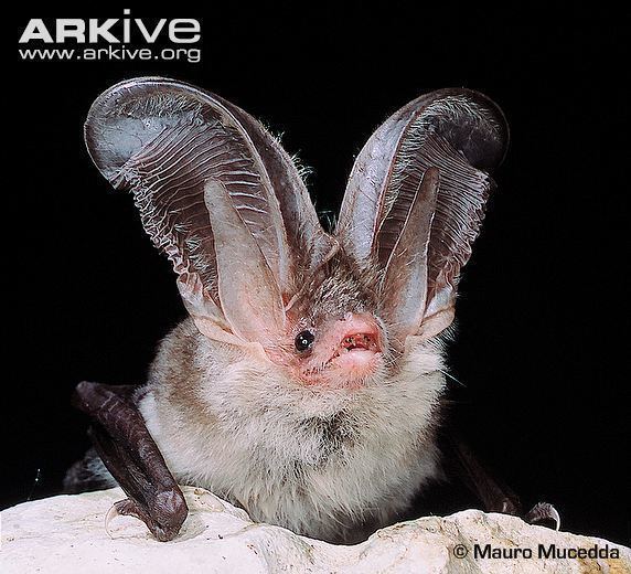 Brown long-eared bat Brown longeared bat videos photos and facts Plecotus auritus