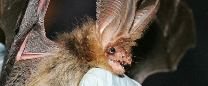 Brown long-eared bat The Wildlife Trusts