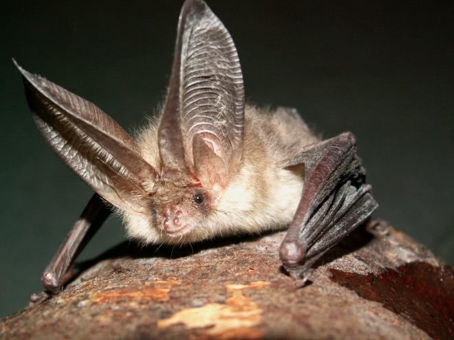 Brown long-eared bat Bats Forest of Bowland AONB