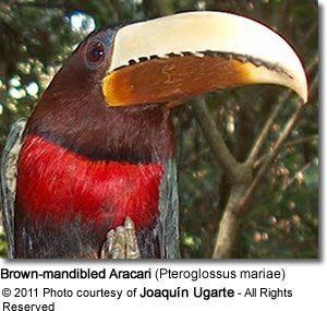 Brown-mandibled aracari httpswwwbeautyofbirdscomimagesbirdsBrownma