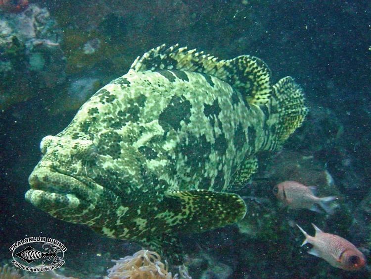 Brown-marbled grouper wwwchaloklumdivingcomwpcontentblogsdir5fi
