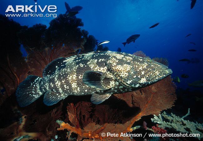 Brown-marbled grouper Brownmarbled grouper videos photos and facts Epinephelus
