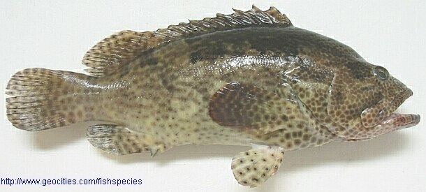 Brown-marbled grouper brownmarbledgrouper