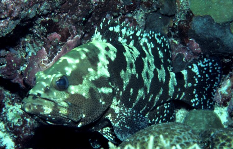 Brown-marbled grouper CalPhotos Epinephelus fuscogutattus Brownmarbled Grouper
