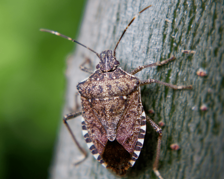 Brown marmorated stink bug Brown Marmorated Stink Bug Facts amp Information Terro