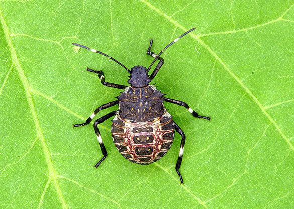 Brown marmorated stink bug How to Identify the Brown Marmorated Stink Bug Monitoring for