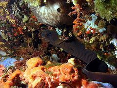 Brown moray eel httpsuploadwikimediaorgwikipediacommonsthu