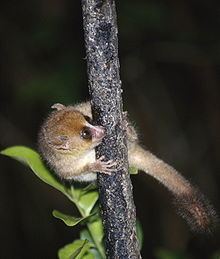 Brown mouse lemur httpsuploadwikimediaorgwikipediacommonsthu