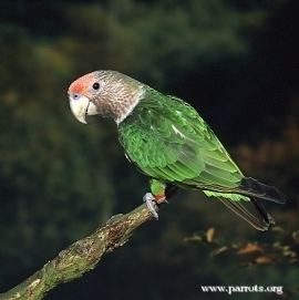 Brown-necked parrot Brownnecked Parrot Poicephalus fuscicollis Parrot Encyclopedia