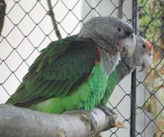 Brown-necked parrot httpsuploadwikimediaorgwikipediacommonsthu