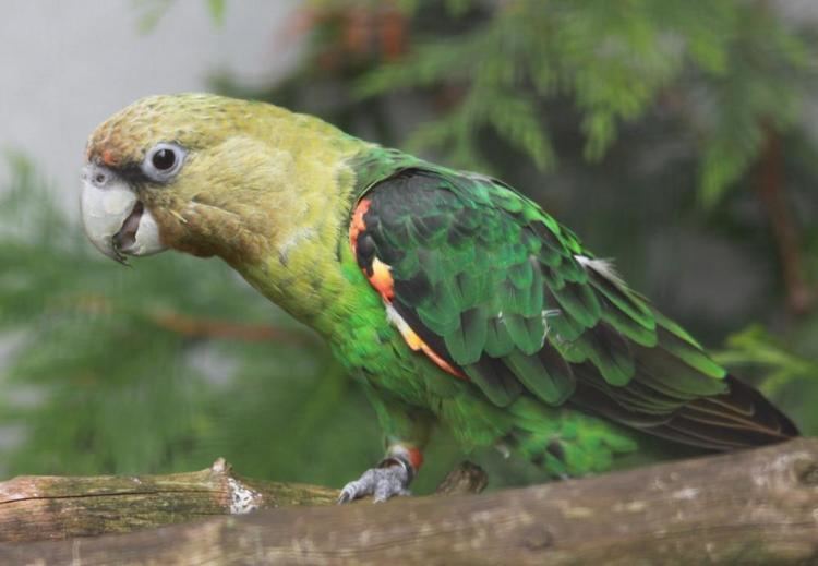 Brown-necked parrot Brownnecked Parrot Poicephalus robustus videos photos and sound