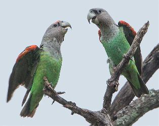 Brown-necked parrot CPWG Fact Sheet