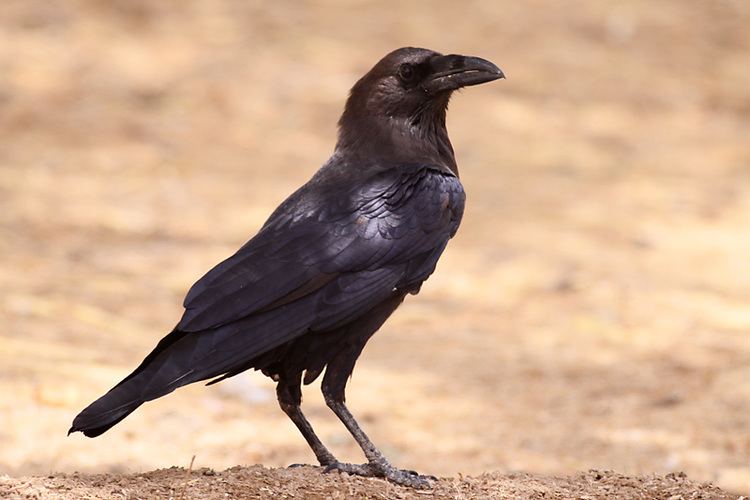 Brown-necked raven Bruinnekraaf Brownnecked Raven Birds Pinterest Raven