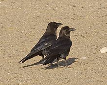 Brown-necked raven httpsuploadwikimediaorgwikipediacommonsthu