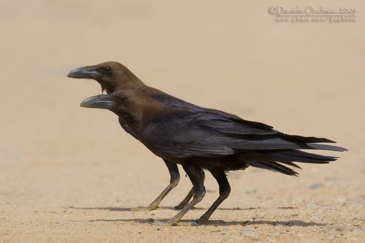 Brown-necked raven 1000 images about Brown Necked Raven on Pinterest