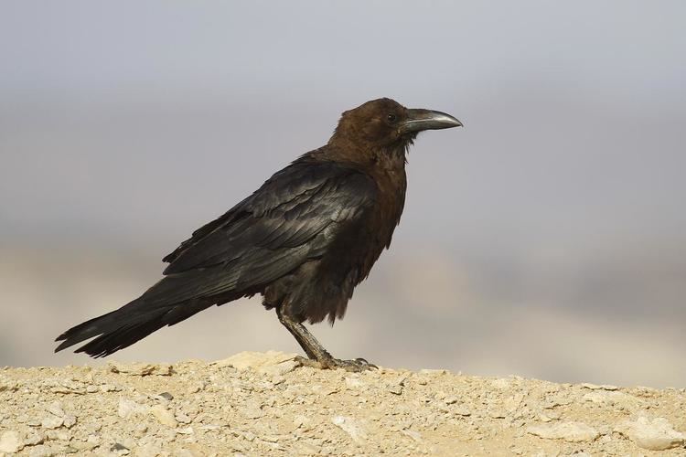 Brown-necked raven Brownnecked Raven