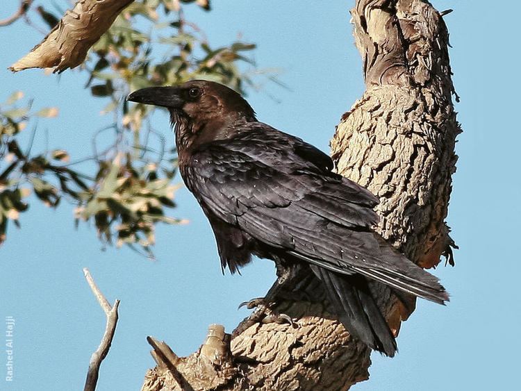 Brown-necked raven Brownnecked Raven KuwaitBirdsorg