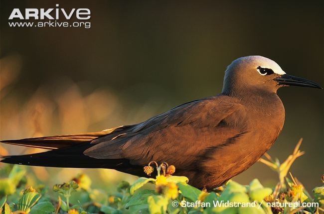 Brown noddy Brown noddy videos photos and facts Anous stolidus ARKive