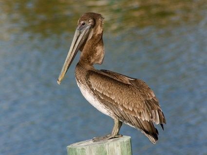Brown pelican Species Photo Viewer