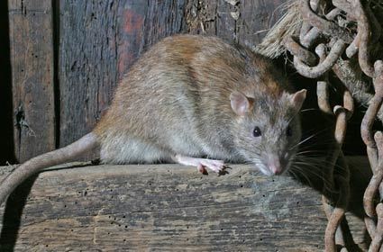 Brown rat Brown rat Wild About Gardens