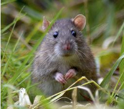 Brown rat Conservation of Irish Habitats and Species