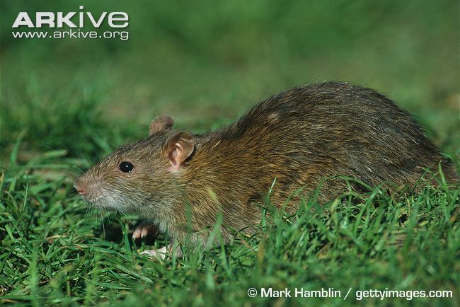 Brown rat Brown rat videos photos and facts Rattus norvegicus ARKive