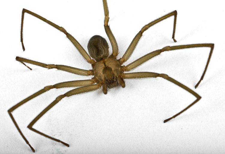 Brown recluse spider Brown Recluse Spider Poison Center Tampa