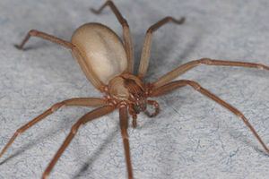 Brown recluse spider Brown Recluse Spiders Facts Bites amp Symptoms
