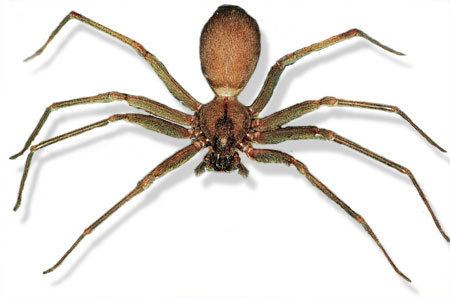 Brown recluse spider Get Rid Of Brown Recluse Spiders