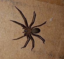 Brown recluse spider httpsuploadwikimediaorgwikipediacommonsthu