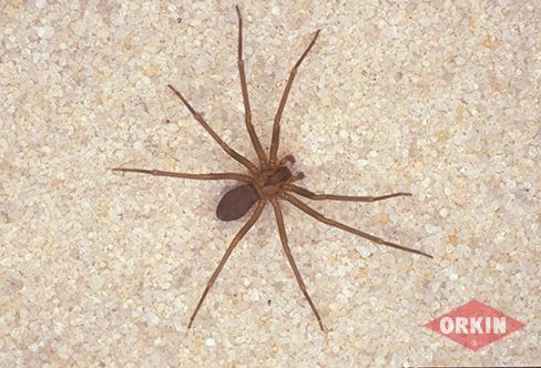 Brown recluse spider Brown Recluse Spiders Facts Identification Behavior amp Control